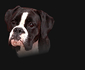 Boxerzucht, Boxerzwinger, Boxerwelpen, Boxerzucht Berlin, Boxerwelpen Berlin, Deutscher Boxer, Boxerz&uuml;chter, Puppy, Welpen, Boxer-Klub, BK-Papiere, VDH, Deckr&uuml;de, Rassehund, FCI, Zucht, Boxerzwinger, Welpen, Boxerwelpen, Hund, Impfung, Ausstellung, Pr&uuml;fung, Hundeschule, gelb, gestromt, Ahnentafel, Melina von Monsalvat, Cassandra vom Dillbergblick, Hundesport, W&uuml;rfe, Bilder, Email, Boxerwelpen Brandenburg, Uckermark, Berlin, Boxerzucht, Boxerwelpen, Gebrauchshund, Begleithund, Boxerliebhaber, Zwinger, Zuchtst&auml;tte, Brandenburg,