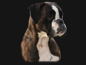 B-Wurf